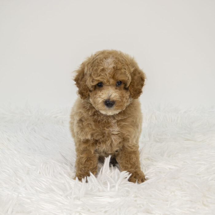 Ray Ray - Poodle puppy for sale