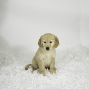 Petland Pembroke Pines Golden Retriever puppy available