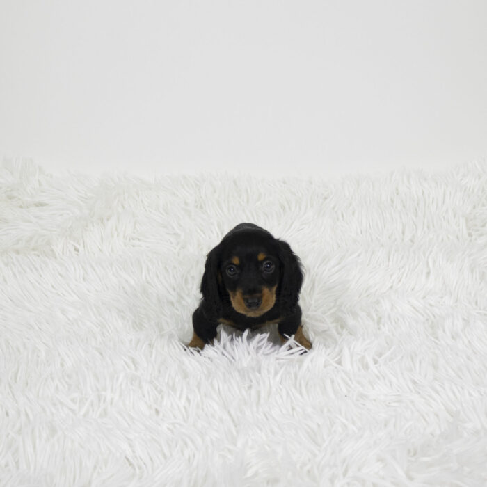 Hickory - Dachshund puppy for sale
