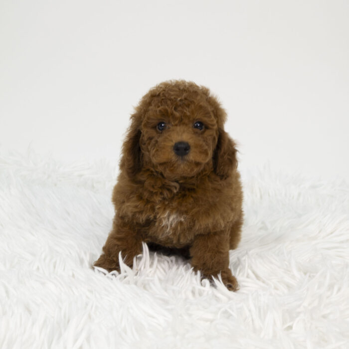 Linden - Poodle puppy for sale