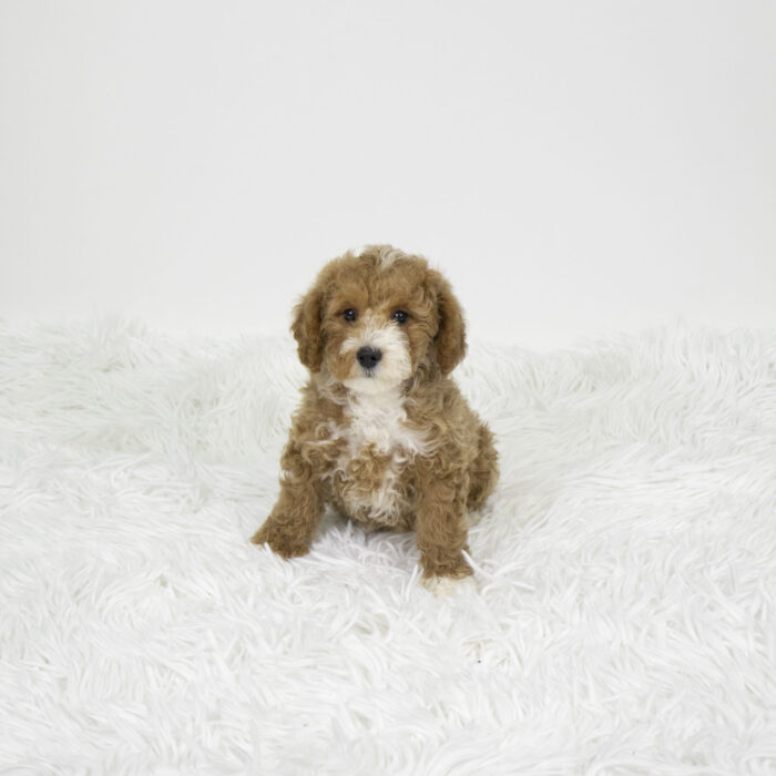 Maddy - Bichapoo puppy for sale