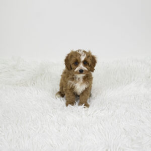 Petland Pembroke Pines Cavapoo puppy available