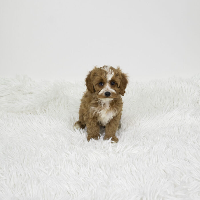 Moonstone - Cavapoo puppy for sale