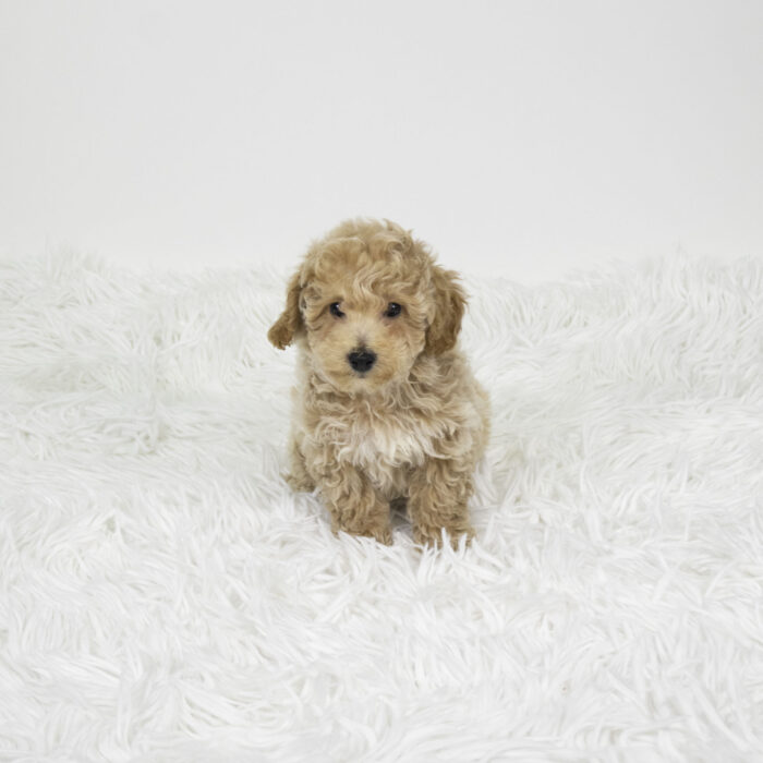 Sky - Bichonpoo puppy for sale