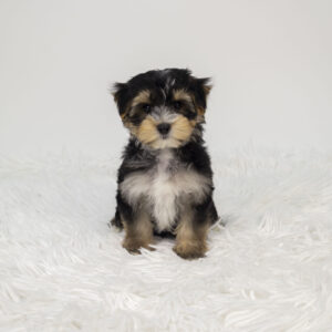 Petland Pembroke Pines Morkie puppy available