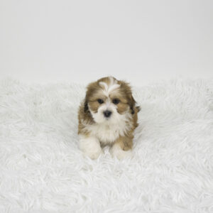 Petland Pembroke Pines Lhasa Apso puppy available