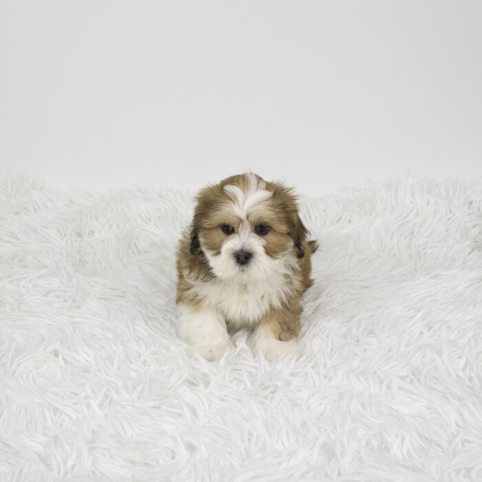 Apollo - Lhasa Apso puppy for sale