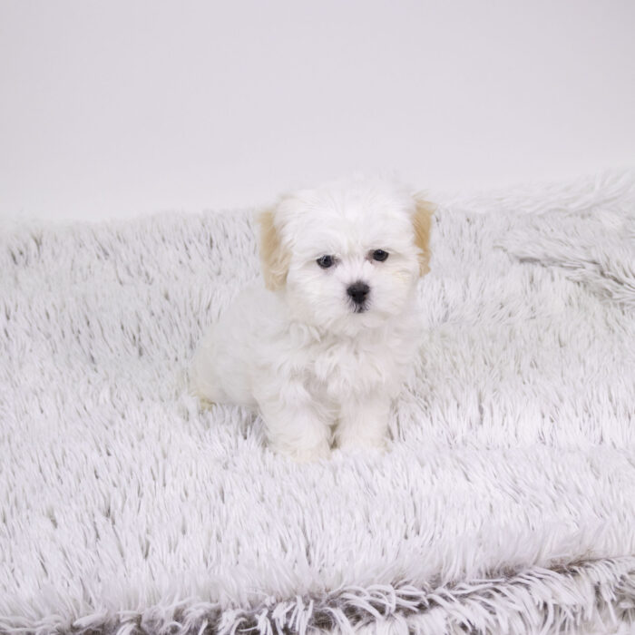 Louie - Lhasa poo puppy for sale