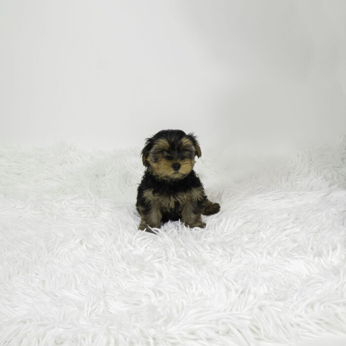 DJ - Yorkshire Terrier puppy for sale