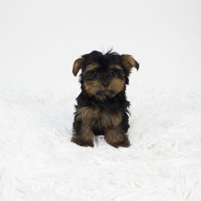 DJ - Yorkshire Terrier puppy for sale