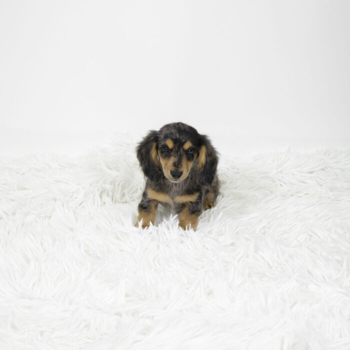 Dan - Dachshund puppy for sale