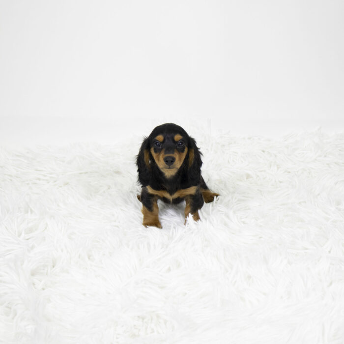 Serena - Dachshund puppy for sale