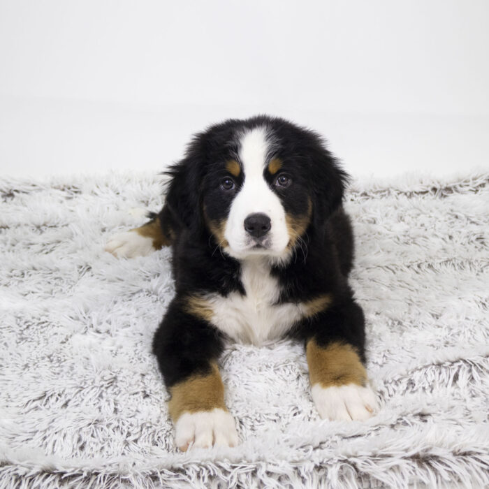 Prince - Bernese Mountain Dog puppy for sale
