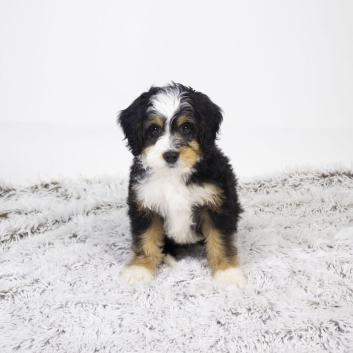 Jasmin - Bernedoodle Mini puppy for sale