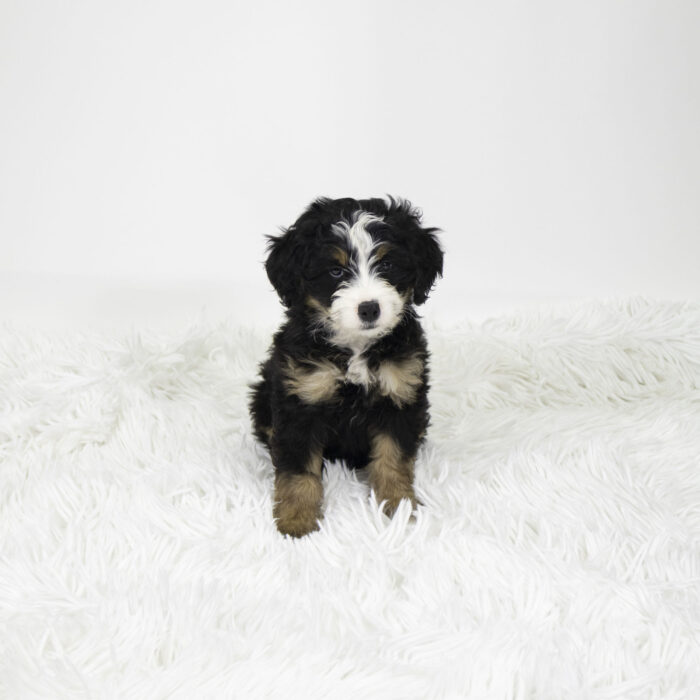 Jenny - Bernadoodle Mini puppy for sale