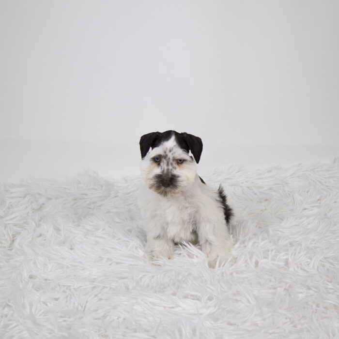 Melody - Miniature Schnauzer puppy for sale
