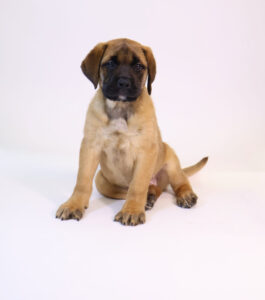 Petland Pembroke Pines Bullmastiff puppy available