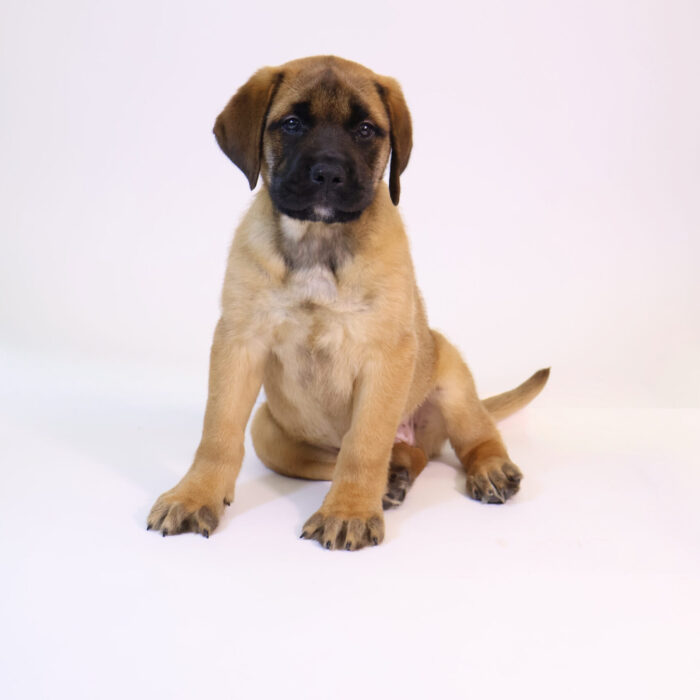 Maxine - Bullmastiff puppy for sale