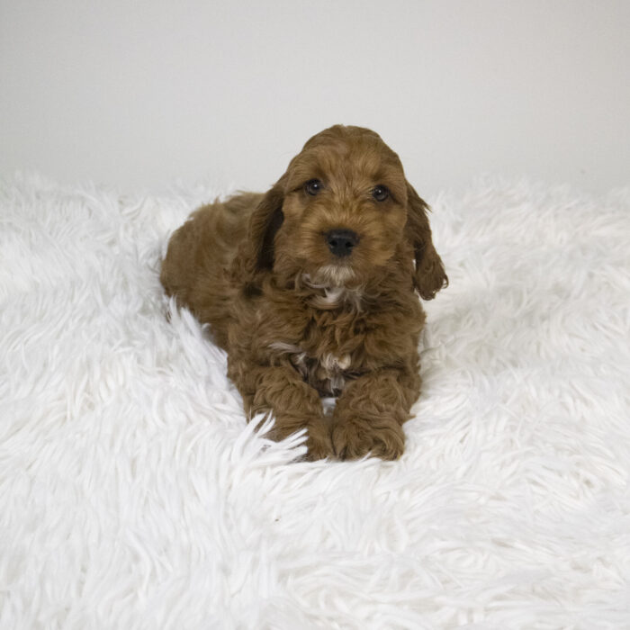 Ollie - Cock A Poo puppy for sale