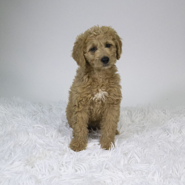 Rylie - Mini Goldendoodle puppy for sale