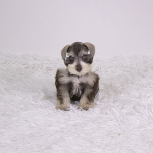 Petland Pembroke Pines Miniature Schnauzer puppy available
