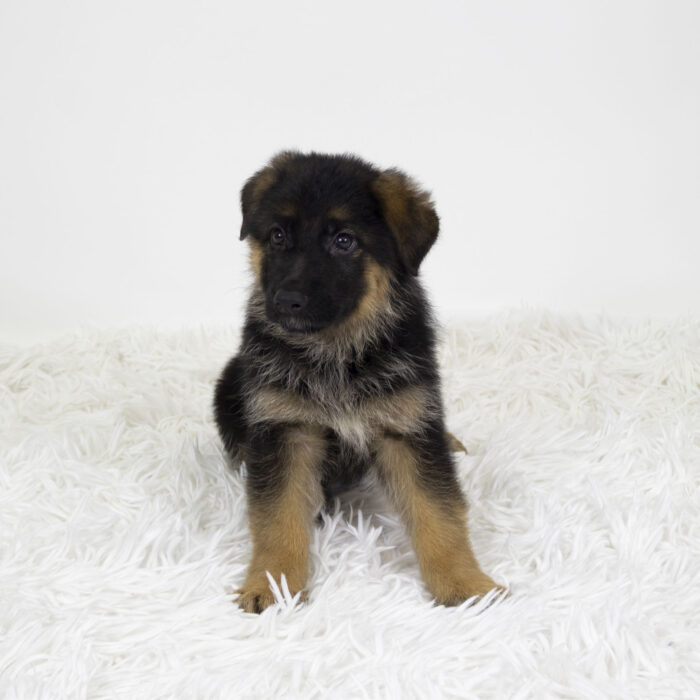 Pewter - German Shepherd Dog puppy for sale