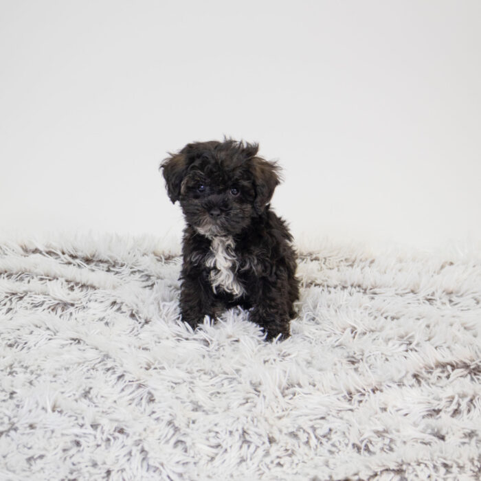 Beans - Schnoodle puppy for sale