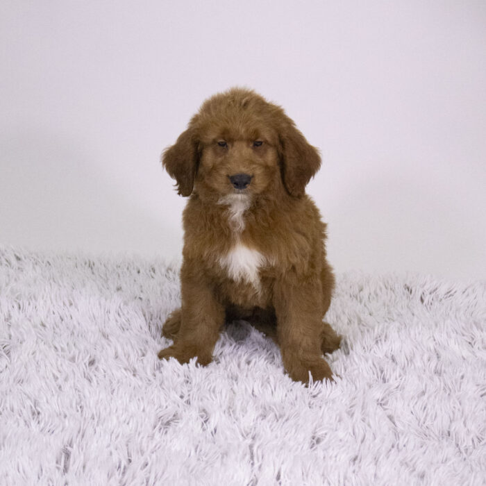 Wish - Goldendoodle Mini puppy for sale
