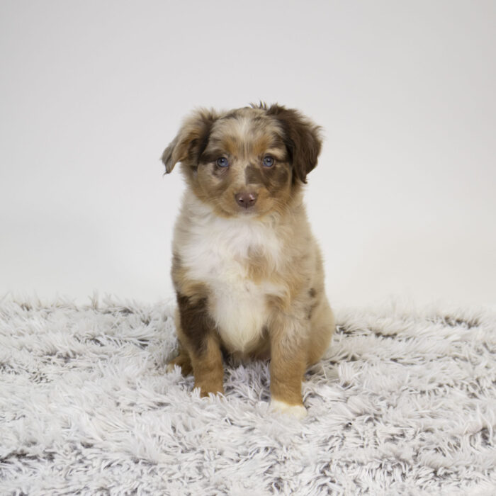 Mocha - Miniature Australian Shepherd puppy for sale