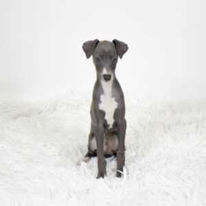 Petland Pembroke Pines Italian Greyhound puppy available