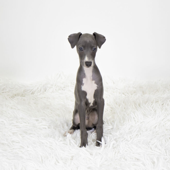Jade - Italian Greyhound puppy for sale
