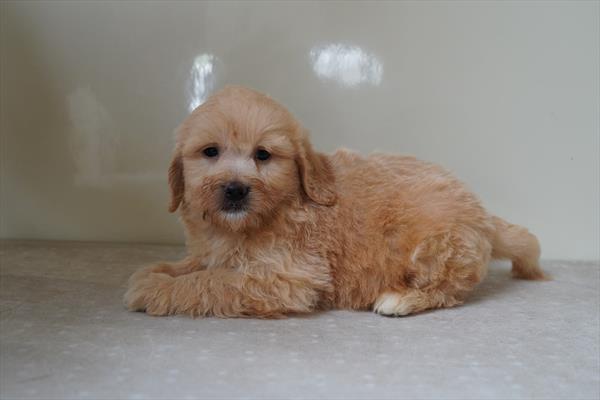 North - Goldendoodle Mini puppy for sale