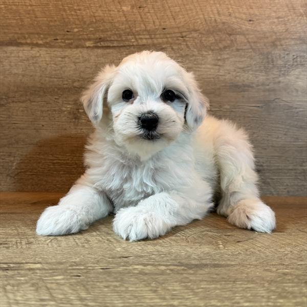 Theo - Schnoodle puppy for sale