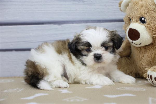 Prism - Shih Tzu puppy for sale
