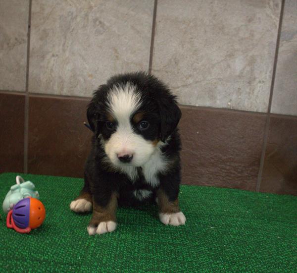 Hooper - Bernese Mountain Dog puppy for sale