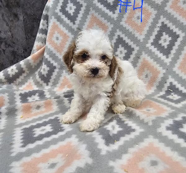 Palmer - Cavapoo F2 puppy for sale