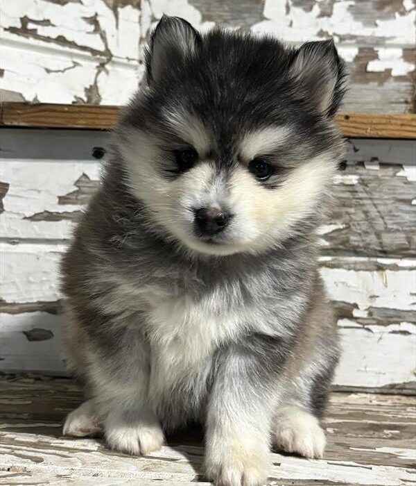 Sky - Pomsky puppy for sale