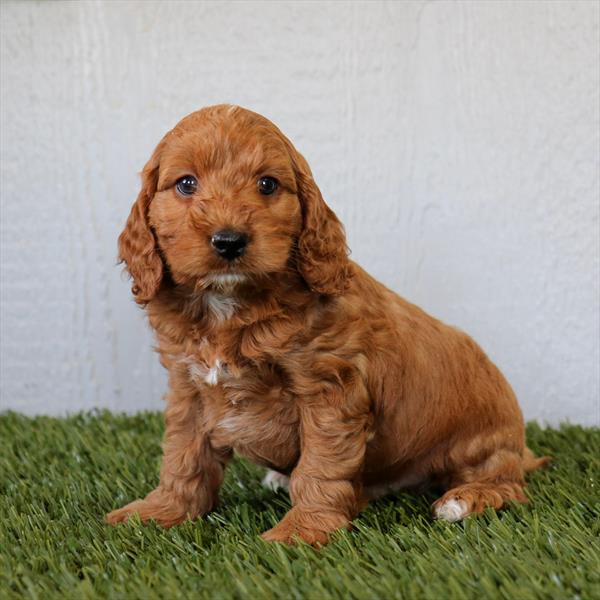 Dawn - Cock A Poo puppy for sale