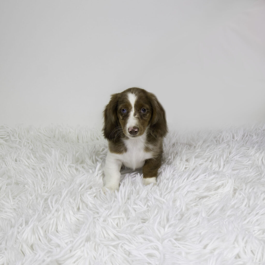 Milo