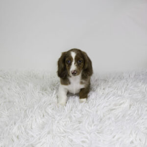 Petland Pembroke Pines Dachshund puppy available