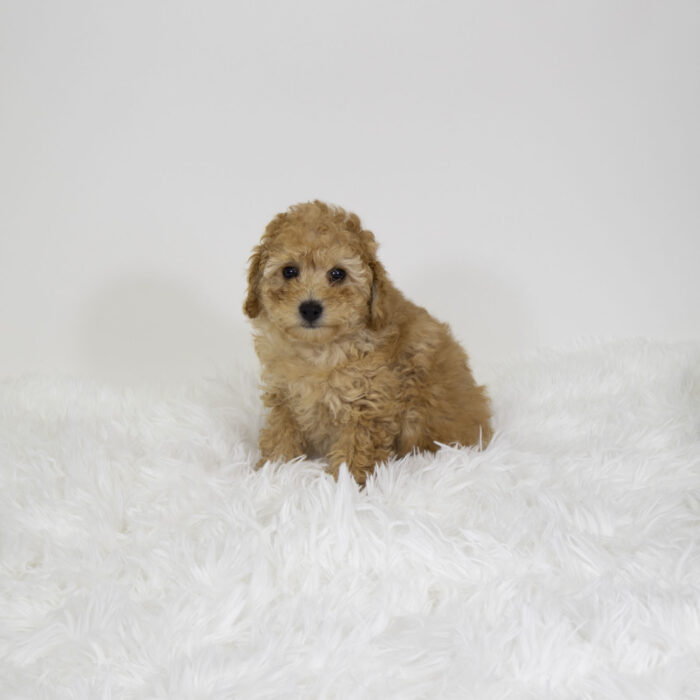 Neo - Poodle puppy for sale