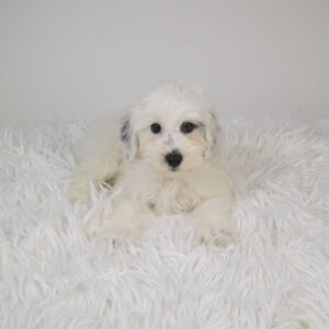 Schnoodle