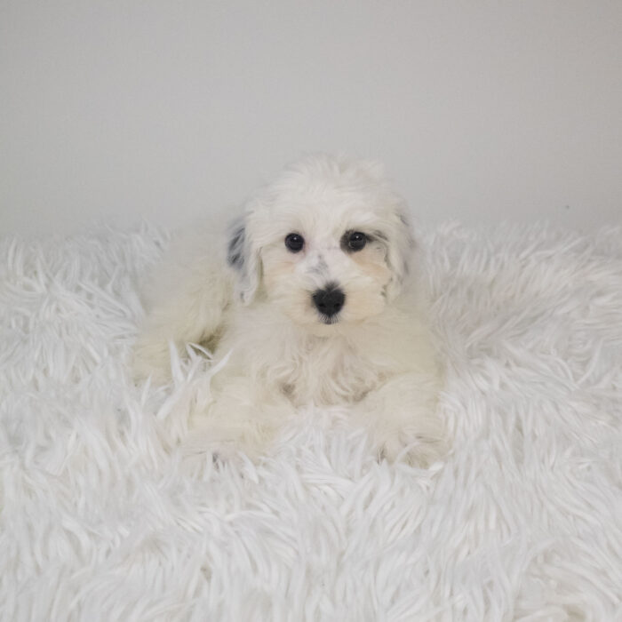 Theo - Schnoodle puppy for sale