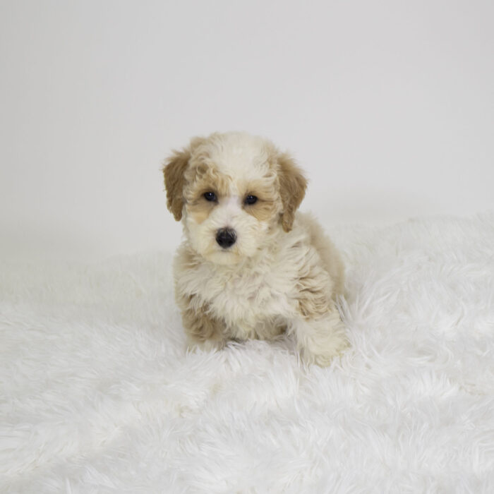 Palmer - Bichapoo puppy for sale