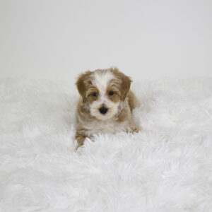 Petland Pembroke Pines Poodle puppy available