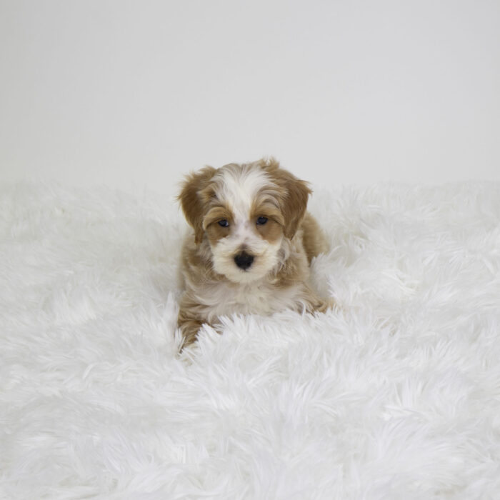 Windy - Poodle puppy for sale