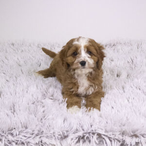 Petland Pembroke Pines Cavapoo puppy available