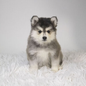 Petland Pembroke Pines Pomsky puppy available