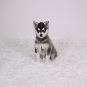 Petland Pembroke Pines Alaskan Klee Kai puppy available