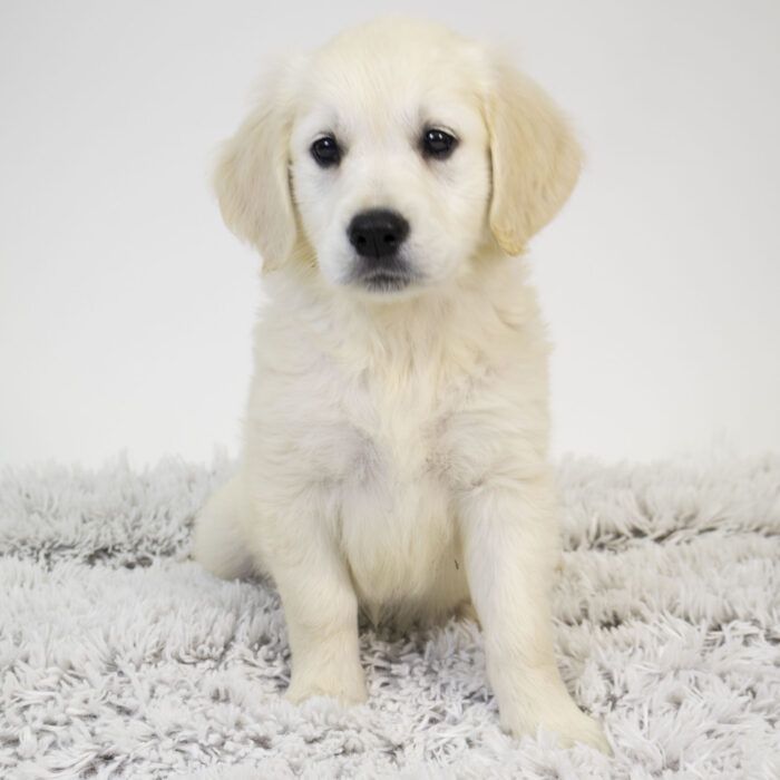 Lucy - Golden Retriever puppy for sale